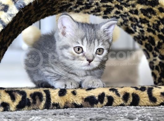 British Shorthair Longhair Bir Birinden Güzel Reng Reng Yvrl görsel