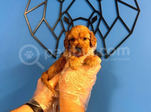 Irk Ve Sağlik Garanti̇li̇ Malti̇poo Bebekler görsel