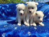Samoyed Yavrularım Sağlık Ve Irk Garantilidir