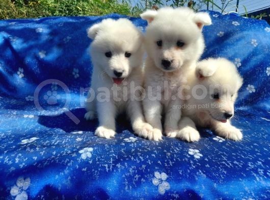 Samoyed Yavrularım Sağlık Ve Irk Garantilidir görsel