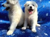 Samoyed Yavrularım Sağlık Ve Irk Garantilidir