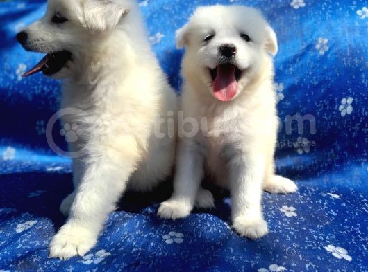 Samoyed Yavrularım Sağlık Ve Irk Garantilidir görsel