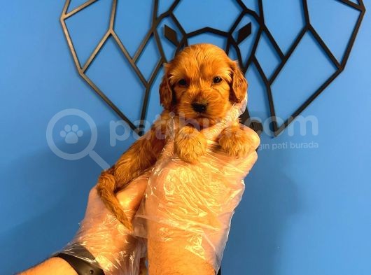 Irk Ve Sağlik Garanti̇li̇ Malti̇poo Bebekler görsel