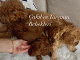 Bizim çocukları görmeden karar vermeyin