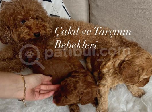 Bizim Çocukları Görmeden Karar Vermeyin