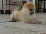 Ares