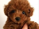 TOOY POODLE YAVRUMUZ 0 TEACUP 