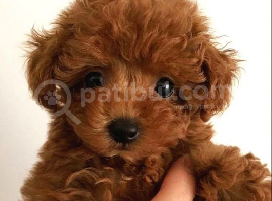 Tooy Poodle Yavrumuz 0 Teacup 