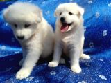 Samoyed Yavrularım Sağlık Ve Irk Garantilidir