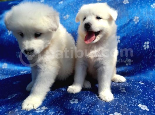 Samoyed Yavrularım Sağlık Ve Irk Garantilidir görsel