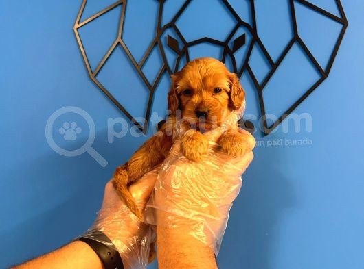 Irk Ve Sağlik Garanti̇li̇ Malti̇poo Bebekler görsel