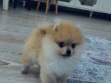 Ares