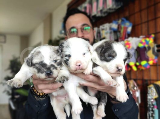 Dunyani̇n En Zeki̇ Irki Border Collie