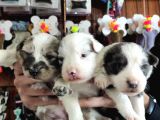 Dunyani̇n En Zeki̇ Irki Border Collie