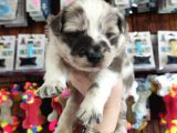 Dunyani̇n En Zeki̇ Irki Border Collie