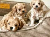 Maltipoo Minik Ayıcıklar Yuvalanıyor