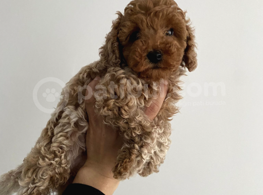 Kivir Kivir Safkan Poodle Yavrulari