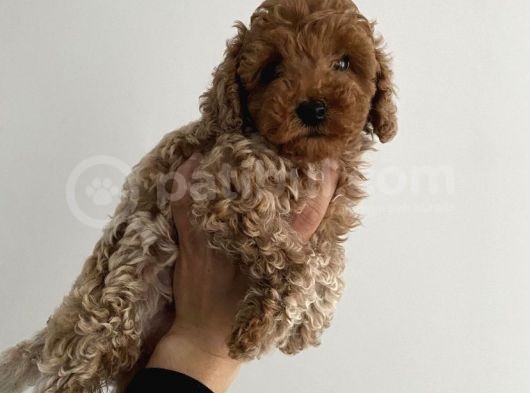 Kivir Kivir Safkan Poodle Yavrulari görsel