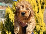 Safkan Toy Poodle Yavrulari