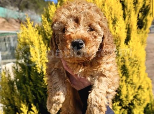 Safkan Toy Poodle Yavrulari görsel