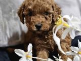 Kore Kan Toy Poodle Yavrulari