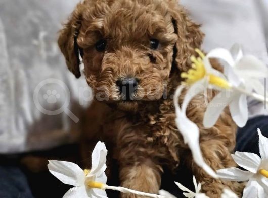 Kore Kan Toy Poodle Yavrulari görsel
