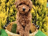 SAFKAN TOY POODLE YAVRULARI