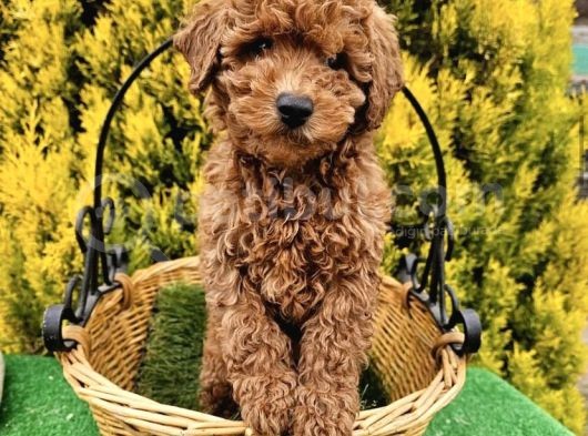Safkan Toy Poodle Yavrulari