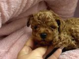 KORE KAN TOY POODLE YAVRULARI