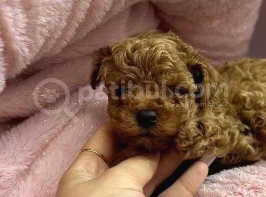 Kore Kan Toy Poodle Yavrulari
