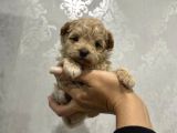 MİNİK SAFKAN MALTİPOO YAVRULARI