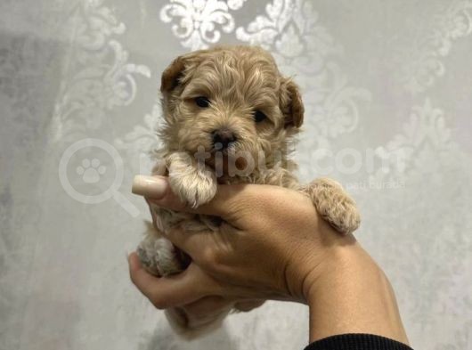 Mi̇ni̇k Safkan Malti̇poo Yavrulari