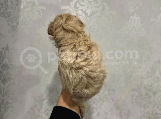 Mi̇ni̇k Safkan Malti̇poo Yavrulari görsel