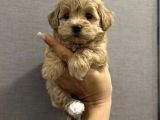 MİNİK SAFKAN MALTİPOO YAVRULARI