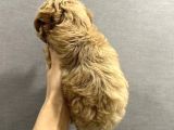Mi̇ni̇k Safkan Malti̇poo Yavrulari