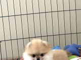 Ares