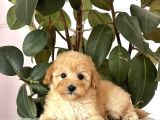 Kivir Kivir Malti̇poo Yavrulari