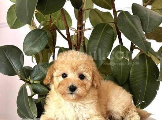 Kivir Kivir Malti̇poo Yavrulari görsel