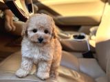 Kivir Kivir Malti̇poo Yavrulari