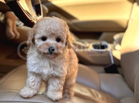 Kivir Kivir Malti̇poo Yavrulari görsel