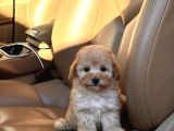 KIVIR KIVIR MALTİPOO YAVRULARI