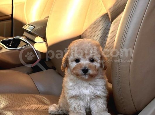 Kivir Kivir Malti̇poo Yavrulari