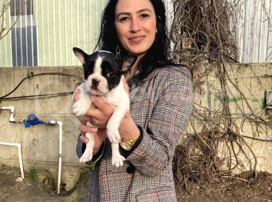 French Buldog Yavrulatım Sağlık Ve Irk Garantilidir