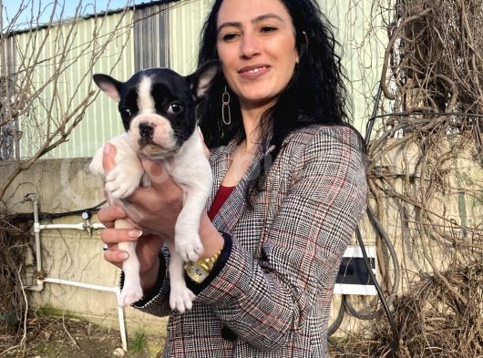 French Buldog Yavrulatım Sağlık Ve Irk Garantilidir görsel