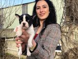 French Buldog Yavrulatım Sağlık Ve Irk Garantilidir