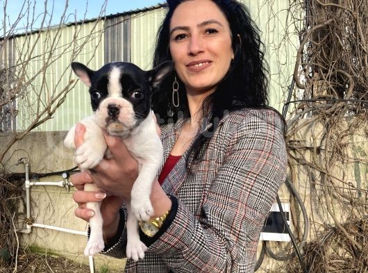 French Buldog Yavrulatım Sağlık Ve Irk Garantilidir görsel