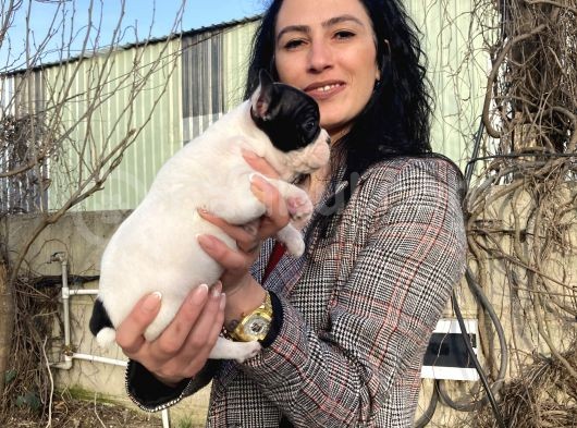 French Buldog Yavrulatım Sağlık Ve Irk Garantilidir görsel