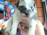 Dunyani̇n En Zeki̇ Irki Border Collie