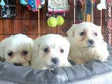 Bembeyaz Maltese Terri̇er 0 Numara