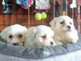 Bembeyaz Maltese Terri̇er 0 Numara